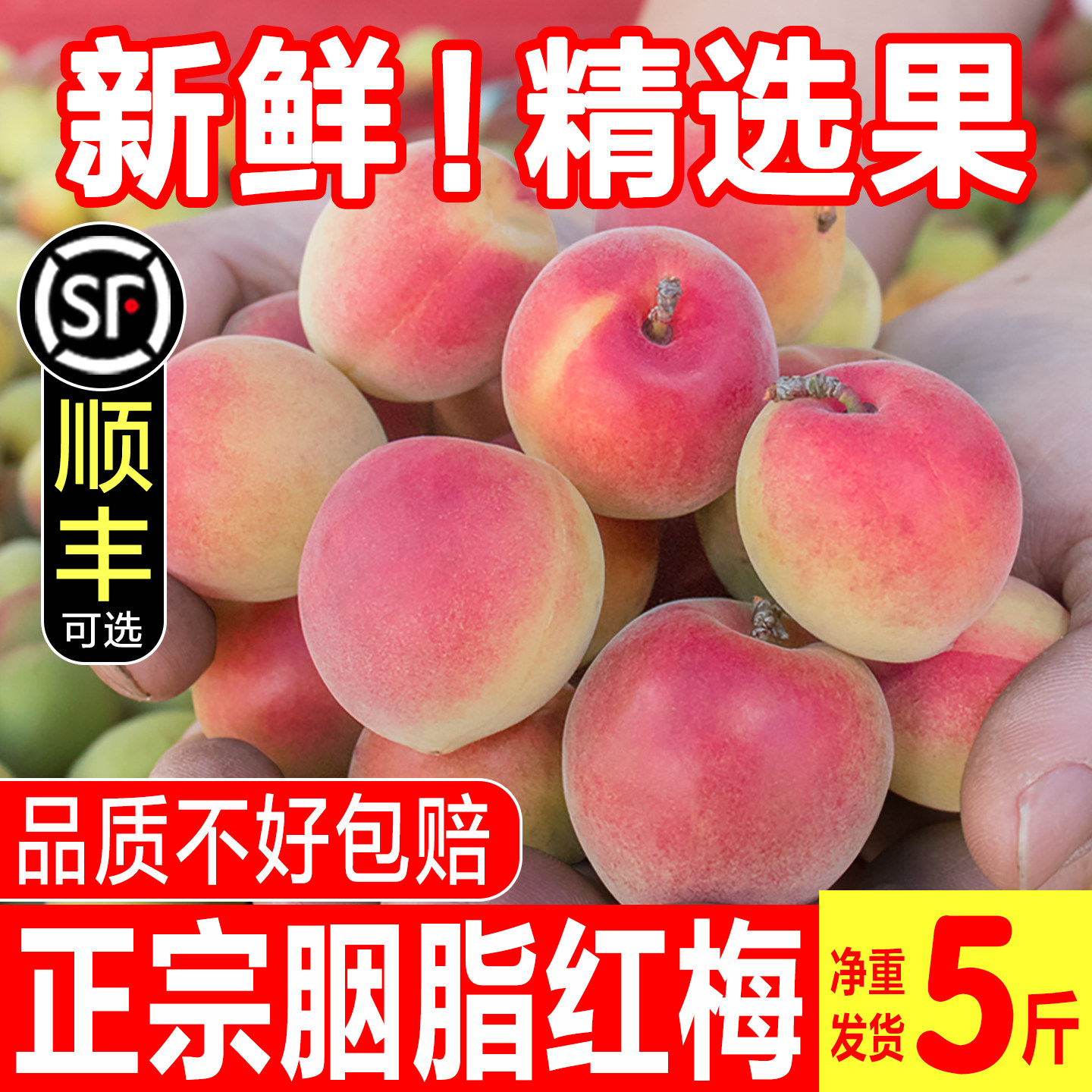 胭脂梅泡酒青梅鲜果诏安现摘红梅新鲜高山野生黄梅酵素生酸脆梅子