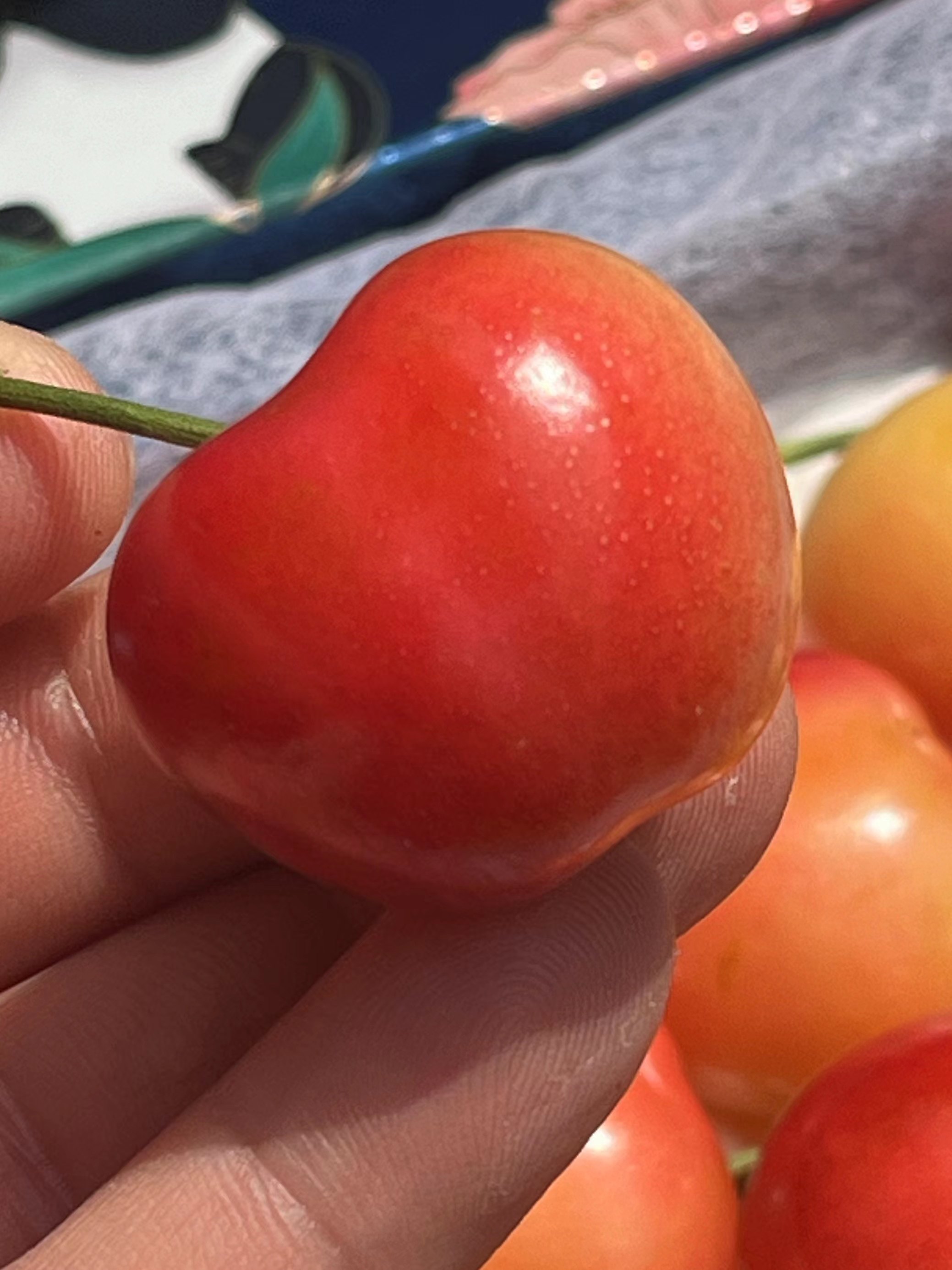 黄樱桃 礼盒装当季新鲜水果 2斤/箱,水产肉类/新鲜蔬果/熟食,车厘子/樱桃,淘宝优惠券,粉丝福利购,淘宝优惠卷