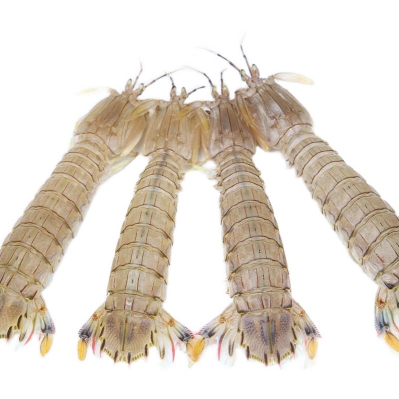 鲜活皮皮虾 虾爬子 500g,水产肉类/新鲜蔬果/熟食,活虾,淘宝优惠券,粉丝福利购,淘宝优惠卷