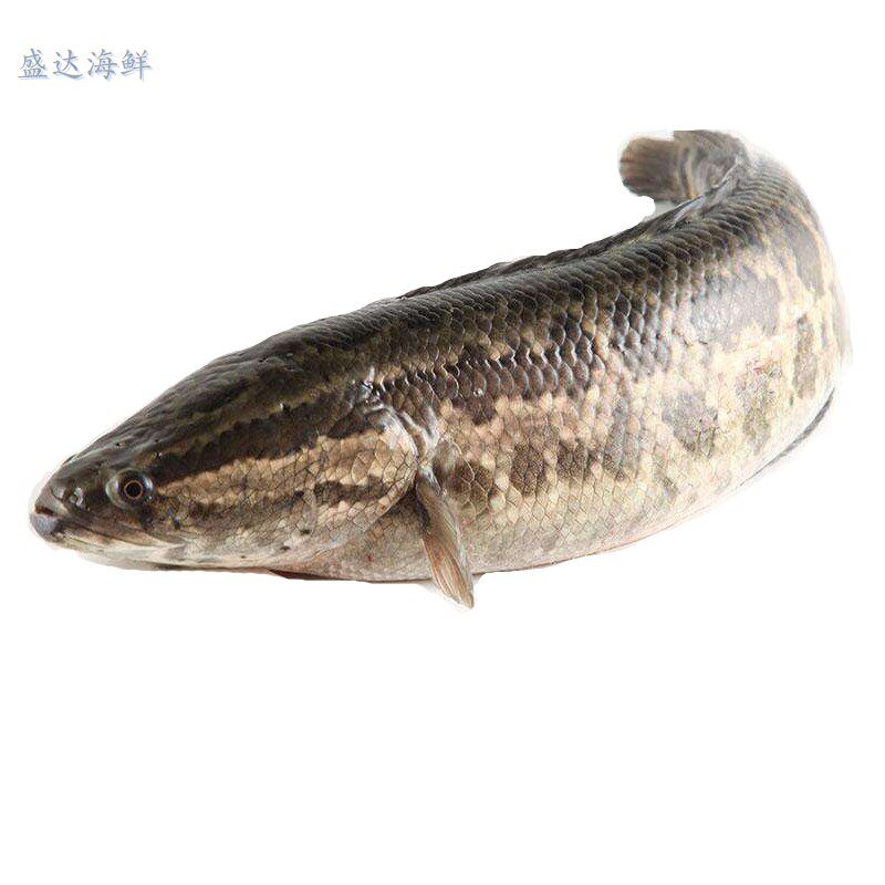 鲜活黑鱼 生鱼乌鱼 2斤/条 包收拾