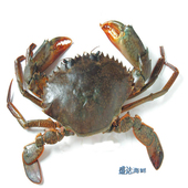 鲜活青蟹 只 450g