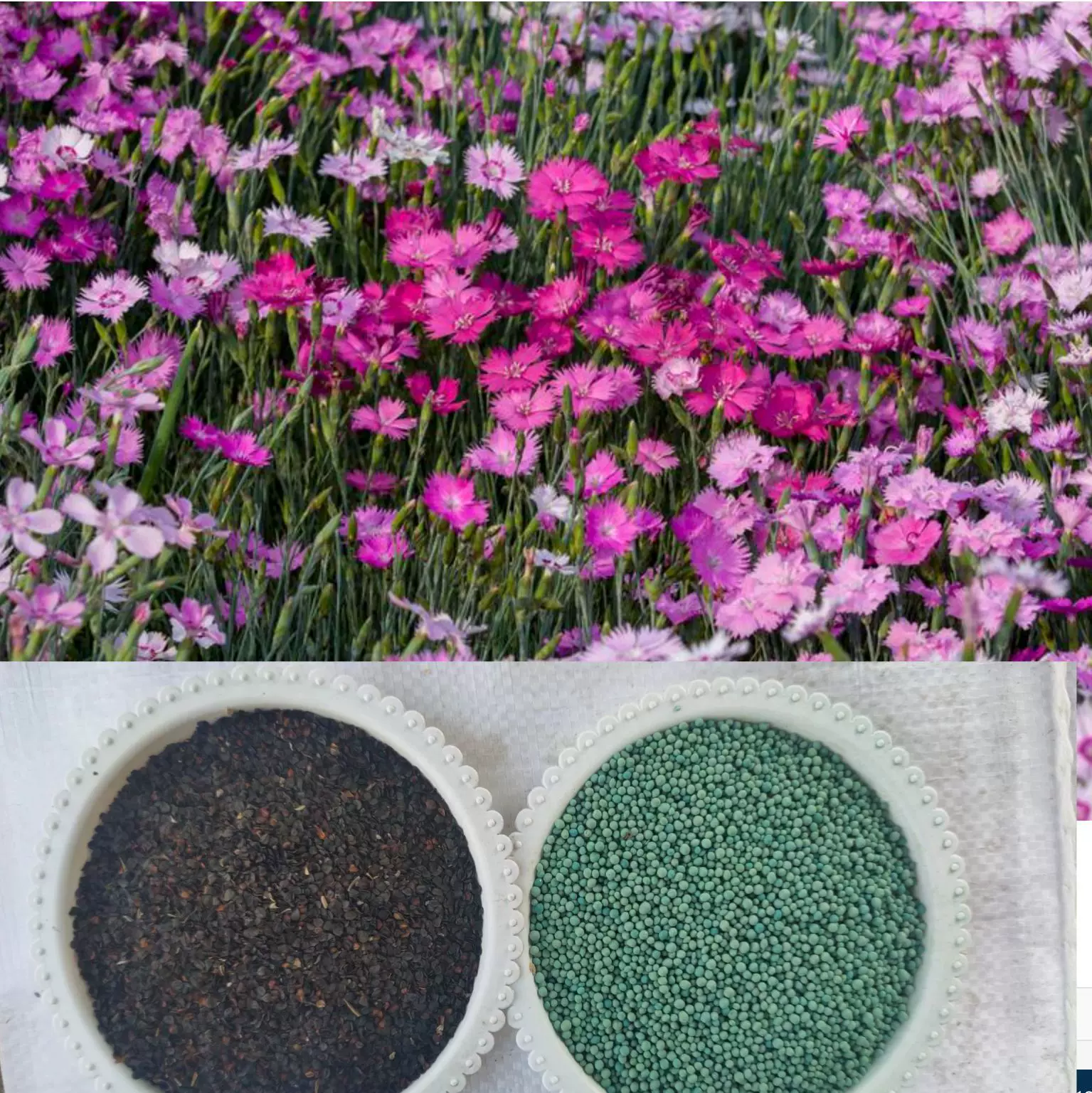 花种子四季盆栽室内室外花卉植物庭鲜花地被植物花种子