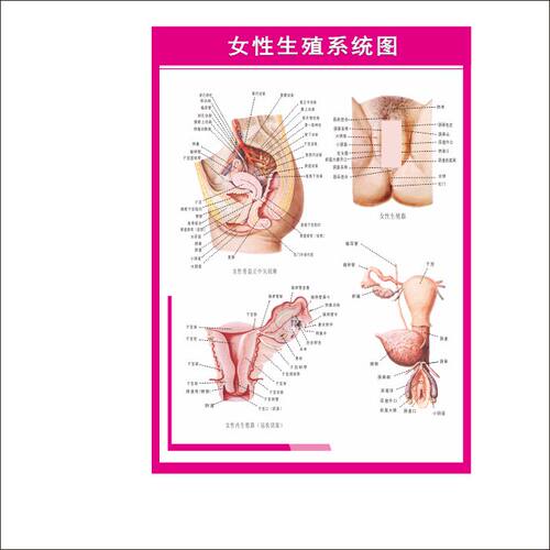 医学人体器官医学挂图