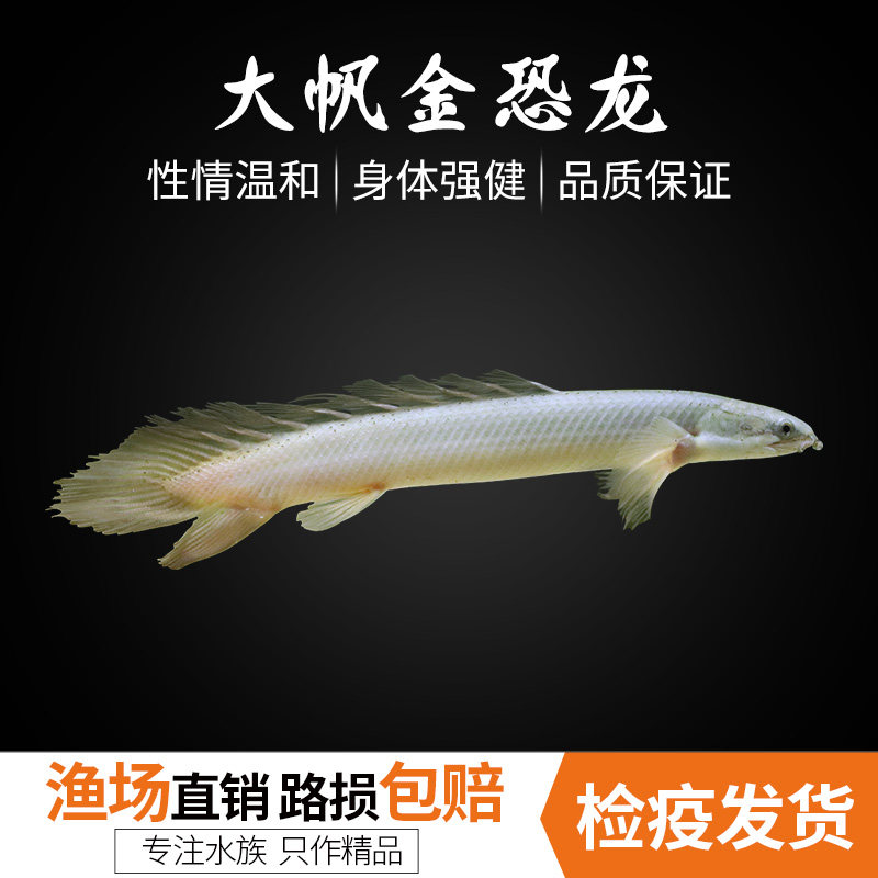 肉食热带鱼多少钱 肉食热带鱼优惠券免费领取 有条鱼