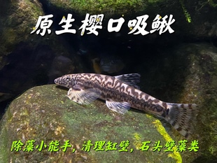 原生底层观赏鱼樱口鳅美丽小条鳅除藻小能手