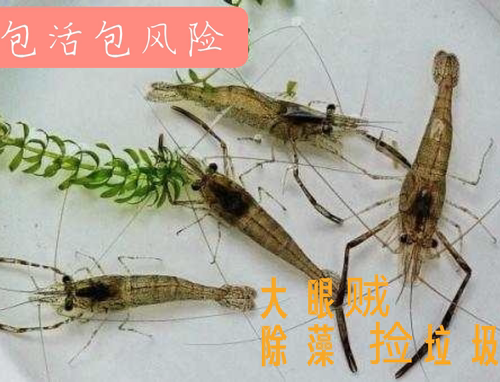 河虾大眼贼活体观赏加温冷水