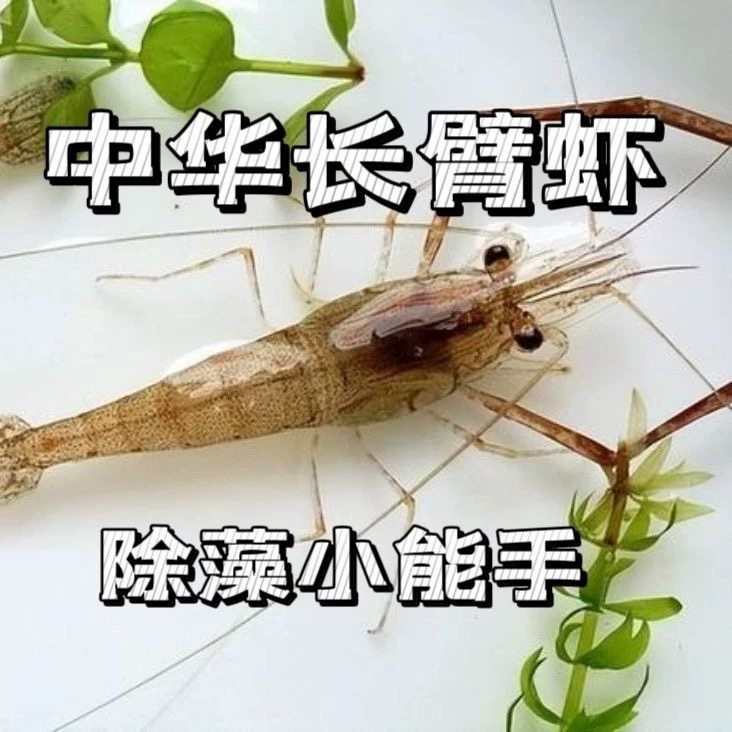 河虾大眼贼活体观赏虾免加温冷水河流虾黑壳虾草缸工具虾除藻虾