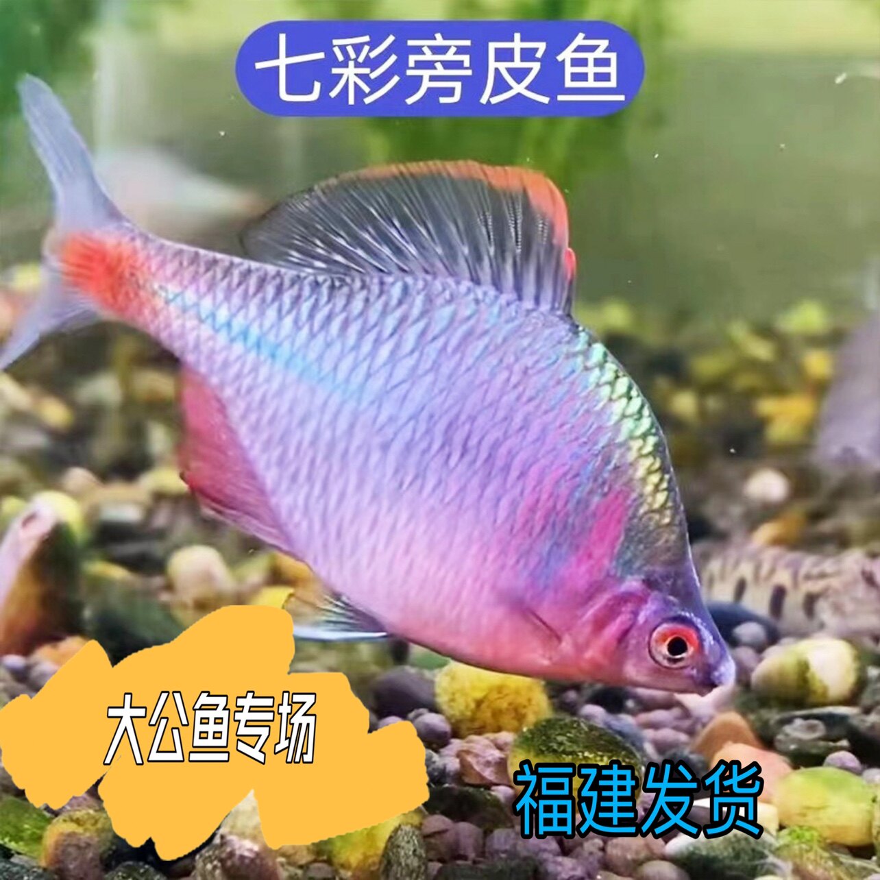 好养耐活原生鱼冷水鳑鮍鱼小体型七彩观赏鱼鱼缸除垃圾群游鱼