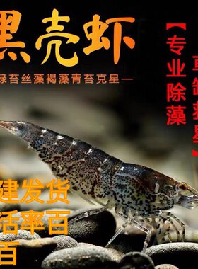 活体清洁虾草缸清洁虾