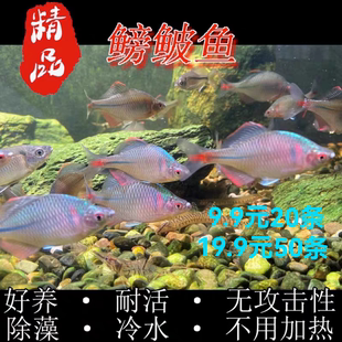 高体鳑鲏好养耐活耐寒原生冷水鱼活泼小扁鱼原生缸溪流缸小观赏鱼