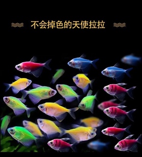 天使鱼热带观赏小鱼四色天使鱼好养易活新手水中宠物七彩糖果天使