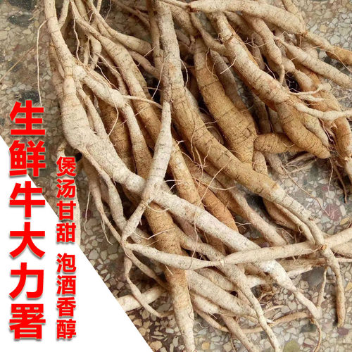牛大力新鲜中药材猪脚笠薯