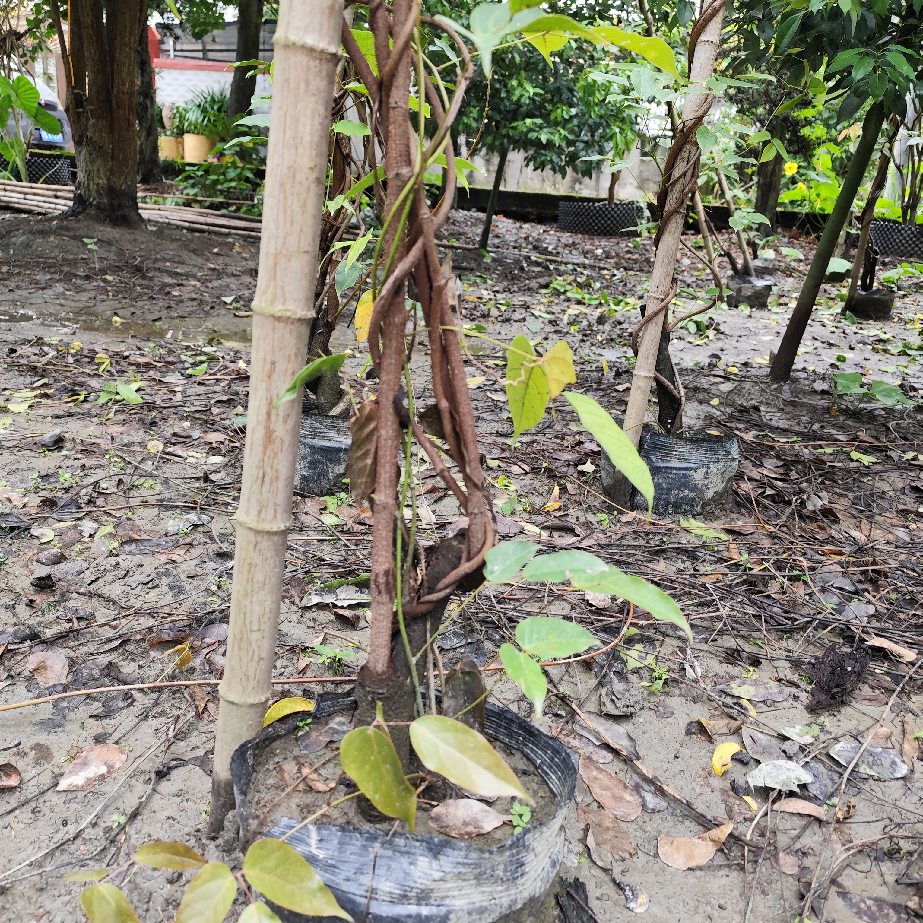 油麻藤苗4-5米长，四季长绿，庭院爬藤牛马藤矿山修复，粗3-5公分