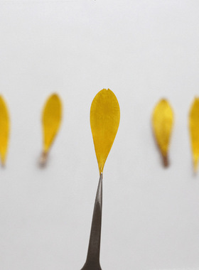 非洲菊花瓣干花妆学生手工花材包