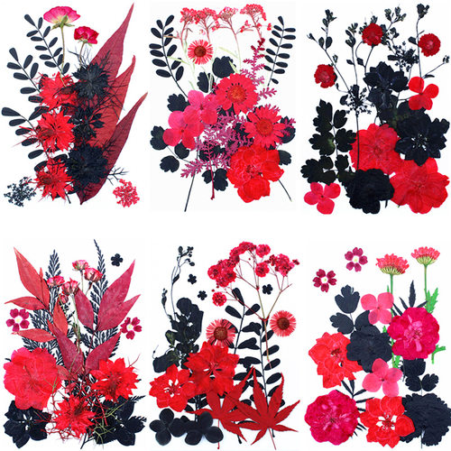 花红黑干花组合黑红真植物标本