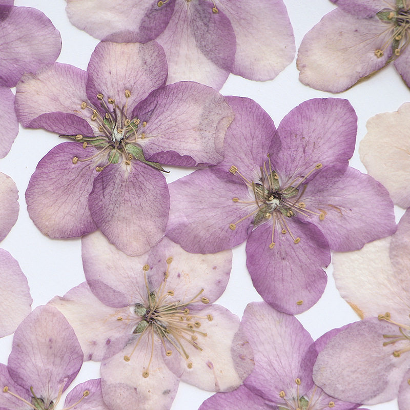 diy手工滴胶相框香薰蜡烛押花材料海棠花朵花压花真花植物标本相