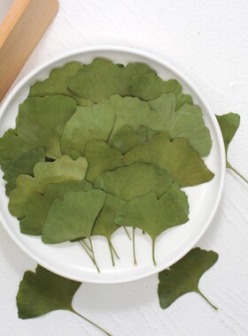 材料银杏书签树叶植物标本