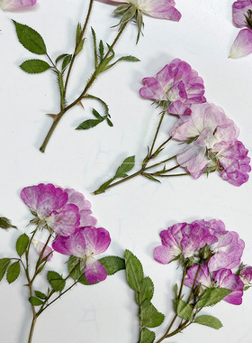 带枝粉紫玫瑰押花标本DIY滴胶