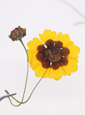 标本干花压花材料包滴胶手机壳