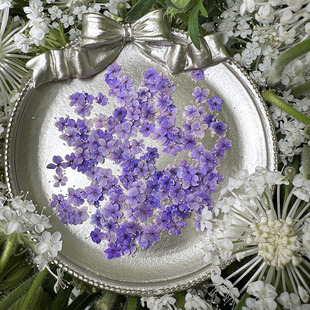 新品植物标本日系ins风迷你美甲小花天然押穿戴甲真花手机壳滴胶