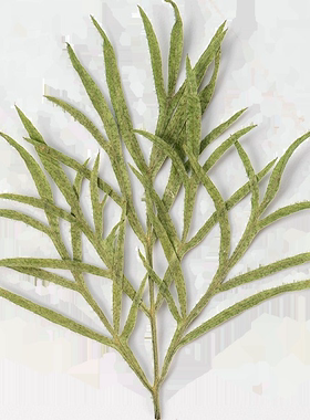 天然绿色格桑花叶枝条干花书签