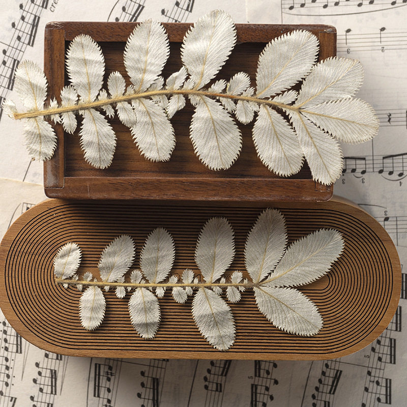 diy书签材料反白 翻白叶押花干花植物标本树叶子手工贴画滴胶饰品