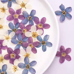 干花真花植物标本压花材料包手工diy蓝星花植物标本押花相框装画