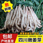 四川嫩姜农家仔姜醋泡姜红芽嫩姜芽现挖鲜嫩生姜食用脆嫩无丝