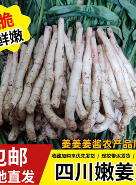 四川嫩姜农家仔姜醋泡姜红芽嫩姜芽现挖鲜嫩生姜食用脆嫩无丝