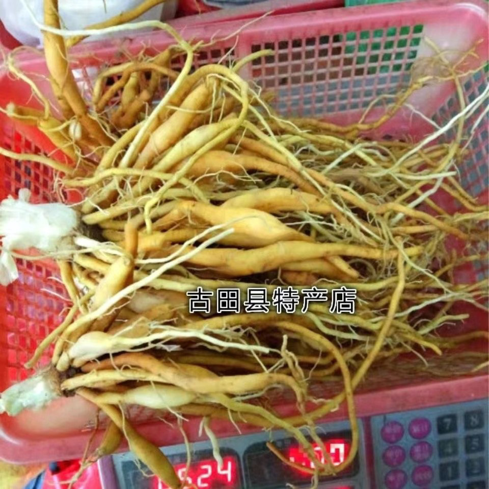 新鲜黄花菜根 金针菜根 萱草根 忘忧草根 黄花菜纯根500g包邮