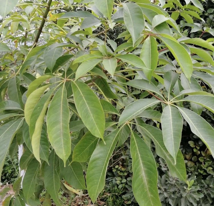 新鲜木棉叶树叶 木棉树叶 枝叶500g包邮