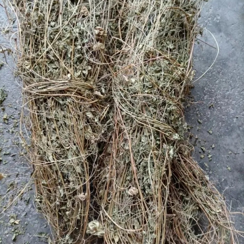 天然倒铃草倒地铃灯笼草大鬼灯笼包袱草假苦瓜风船葛带藤苦楝500g