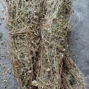 天然倒铃草倒地铃灯笼草大鬼灯笼包袱草假苦瓜风船葛带藤苦楝500g