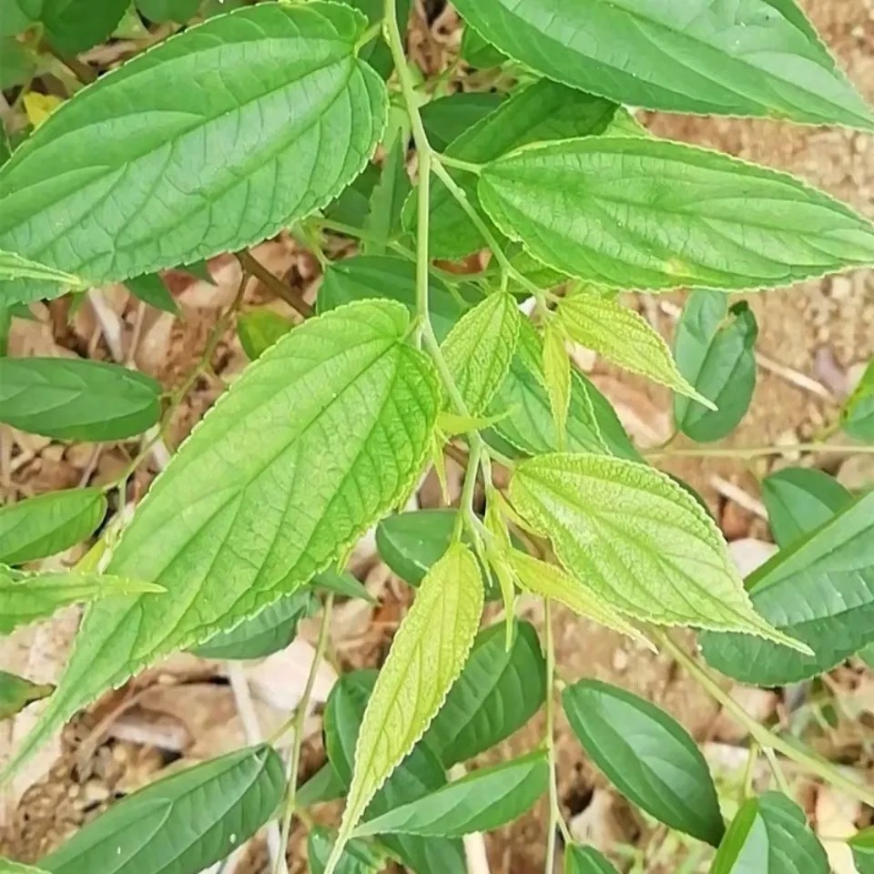 新鲜天然青草山黄麻麻桐树麻络木山麻母子树麻布树九层麻枝叶500g