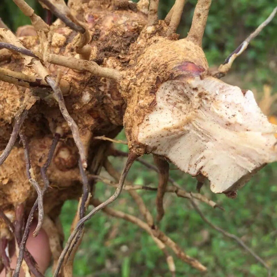 新鲜菝葜 金刚头 铁菱角 金刚刺 乌鱼刺 冷饭头 铁刺苓 根500g