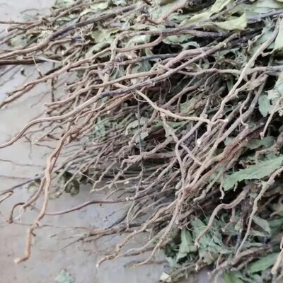 新鲜野小蓟草 刺儿菜 刺角芽 野刺菜根 纯根500g包邮