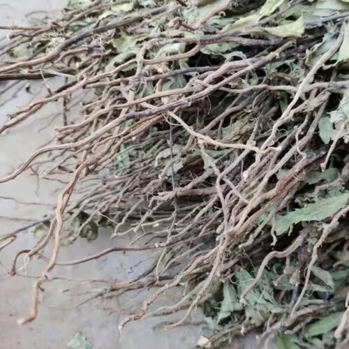 新鲜野小蓟草 刺儿菜 刺角芽 野刺菜根 纯根500g包邮