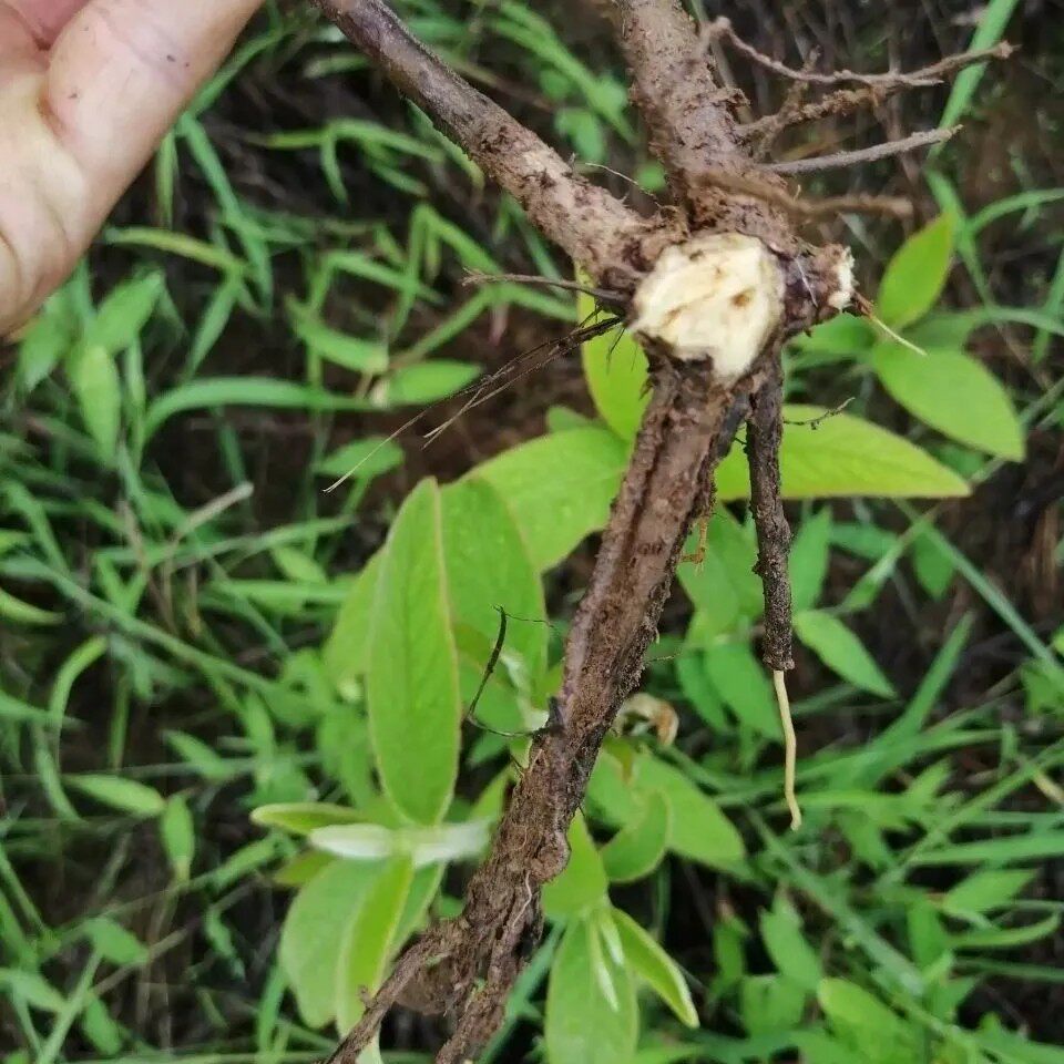 新鲜羊耳菊根 羊耳风 山白芷根 白牛胆 羊耳菊 纯根500g包邮