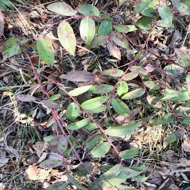 新鲜老蛙叶 透骨香 煮水香 甜叶子 老娃草 老凹莓 全草500g包邮