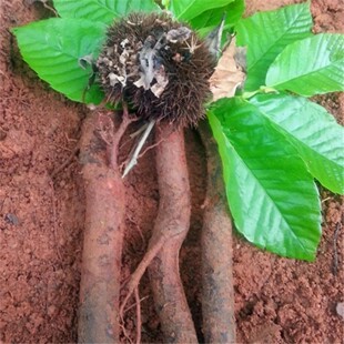 新鲜板栗树根 栗树根 板栗根 毛栗根 栗子树根纯根500g包邮