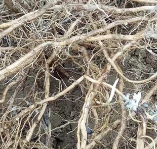 新鲜艾根 艾草根 五月艾根 纯根500g包邮