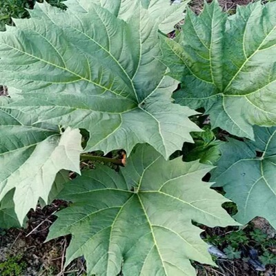 新鲜 大黄苗 黄良 川军 锦纹大黄