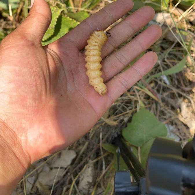 斗米虫 云实蛀虫 倒钩刺虫 黄狼虫 天牛幼虫 鸟不踏刺虫 阎王刺虫