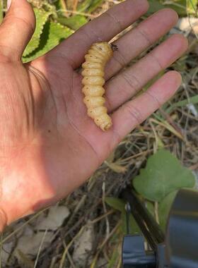 斗米虫 云实蛀虫 倒钩刺虫 黄狼虫 天牛幼虫 鸟不踏刺虫 阎王刺虫