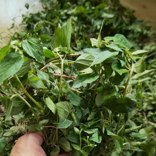 新鲜假麻仔 乌踏麻 海蚌含珠 满盘珠 全草500g包邮