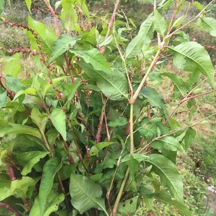 新鲜辣蓼草 红辣蓼 红花辣马蓼 辣寥 辣椒草全草500g包邮