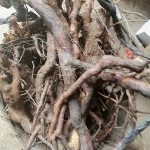 新鲜小果蔷薇根 山木香根 无刺小金樱子根 小金樱子果刺玫根 500g