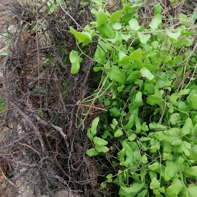 新鲜海金沙根 金沙藤根 罗网藤 虾蟆藤蛤蟆藤左转藤 纯根干货500g
