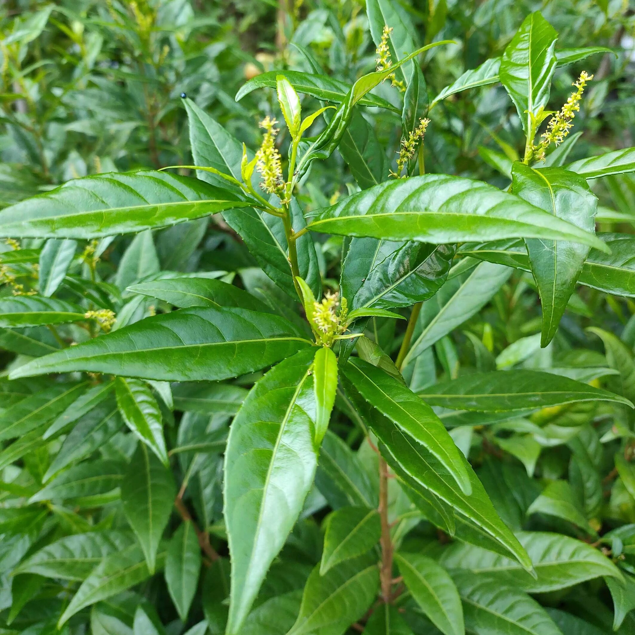 新鲜刮金板 刮金槭 走马胎 土沉香 红人太岁 红刮筋板全草一株
