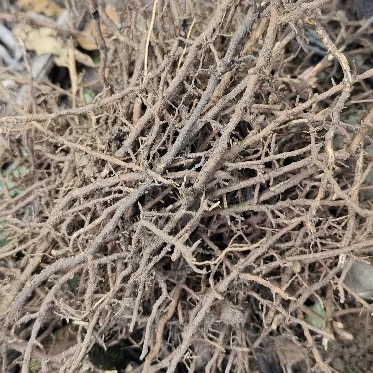 新鲜棕榈根 棕树根 棕榈树根 棕根 马尾棕根 纯根500g包邮